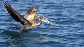pelican
